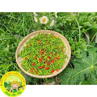 30H_Hạt giống ớt xiêm( ớt xiêm rừng_Siêu trái)