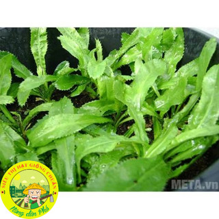 Hạt Giống Rau Mùi Tàu(Ngò Gai-Răng Cưa)