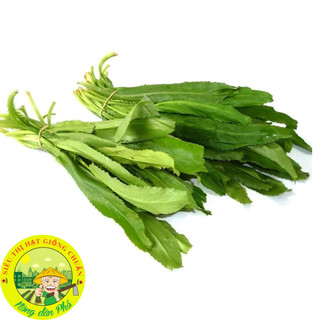 Hạt Giống Rau Mùi Tàu(Ngò Gai-Răng Cưa)