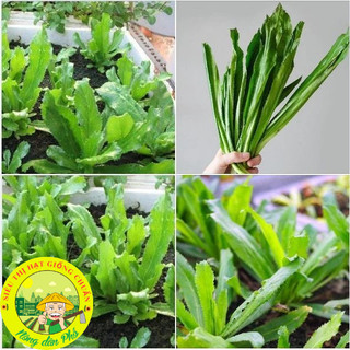 Hạt Giống Rau Mùi Tàu(Ngò Gai-Răng Cưa)