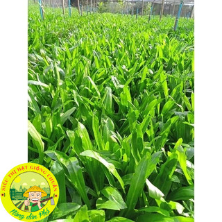 Hạt Giống Rau Mùi Tàu(Ngò Gai-Răng Cưa)