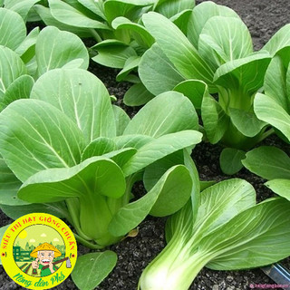 Hạt giống các loại rau cải - dễ trồng-dễ chăm.