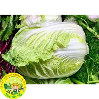 Hạt giống các loại rau cải - dễ trồng-dễ chăm.