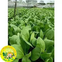 Hạt giống các loại rau cải - dễ trồng-dễ chăm.