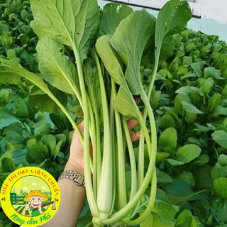 Hạt giống các loại rau cải - dễ trồng-dễ chăm.