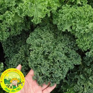 Hạt giống các loại rau cải - dễ trồng-dễ chăm.
