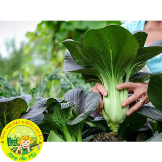Hạt giống các loại rau cải - dễ trồng-dễ chăm.