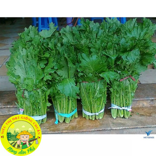 Hạt giống các loại rau cải - dễ trồng-dễ chăm.