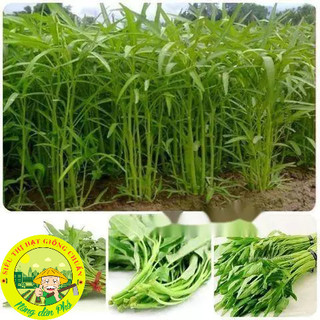 100H_Hạt giống rau muống lá tre, rau muống cạn