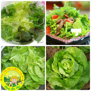 Hạt giống xà lách búp (xà lách đăm - xà lách cuộn) Siêu ngon