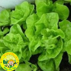 Hạt giống xà lách búp (xà lách đăm - xà lách cuộn) Siêu ngon