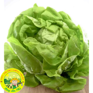 Hạt giống xà lách búp (xà lách đăm - xà lách cuộn) Siêu ngon