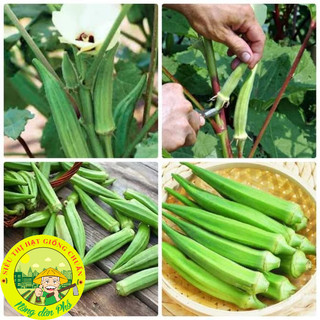 30H_Hạt giống đậu bắp xanh siêu trái