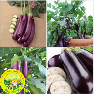 30H_Hạt giống cà tím dài siêu trái (Tặng phân bón)