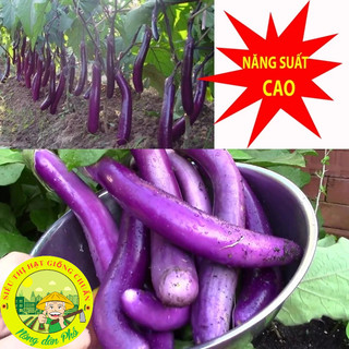 30H_Hạt giống cà tím dài siêu trái (Tặng phân bón)