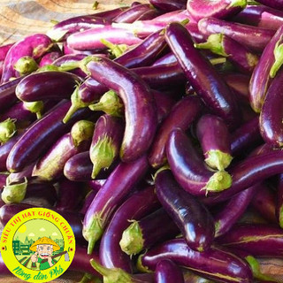 30H_Hạt giống cà tím dài siêu trái (Tặng phân bón)