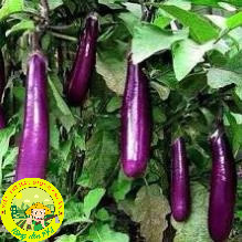 30H_Hạt giống cà tím dài siêu trái (Tặng phân bón)