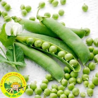 Hạt Giống Đậu Hà Lan năng suất cao