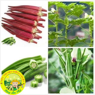 30h_hạt giống đậu bắp xanh, đậu bắp tím