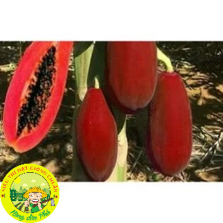 [10 HẠT] Hạt giống đu đủ chuẩn ( Đỏ + Vàng + Xanh ).