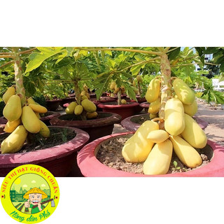 [10 HẠT] Hạt giống đu đủ chuẩn ( Đỏ + Vàng + Xanh ).