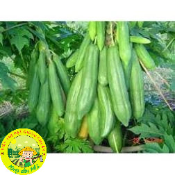 [10 HẠT] Hạt giống đu đủ chuẩn ( Đỏ + Vàng + Xanh ).