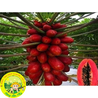 [10 HẠT] Hạt giống đu đủ chuẩn ( Đỏ + Vàng + Xanh ).