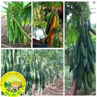 [10 HẠT] Hạt giống đu đủ chuẩn ( Đỏ + Vàng + Xanh ).