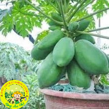 [10 HẠT] Hạt giống đu đủ chuẩn ( Đỏ + Vàng + Xanh ).