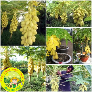[10 HẠT] Hạt giống đu đủ chuẩn ( Đỏ + Vàng + Xanh ).
