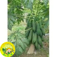 [10 HẠT] Hạt giống đu đủ chuẩn ( Đỏ + Vàng + Xanh ).