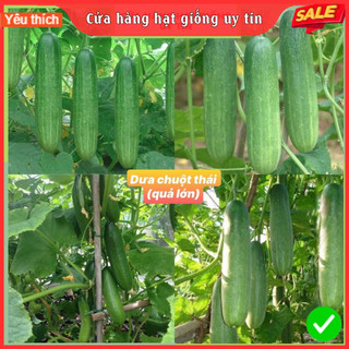 Hạt giống dưa chuột thái F1 Loại siêu trái, quả giòn ngọt dễ trồng, ít sâu bệnh, thu hoạch sớm