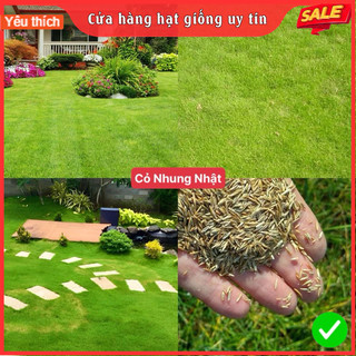 Hạt giống cỏ nhung nhật trồng sân vườn