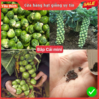 Hạt giống bắp cải mini siêu dinh dưỡng dễ trồng tỉ lệ nảy mầm cao
