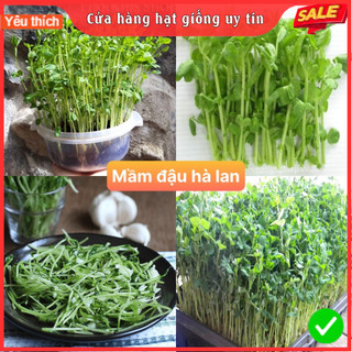 Hạt giống mầm đậu hà lan (gói 100 hạt) siêu dễ trồng kháng bệnh tốt năng suất cao cửa hàng hạt giống