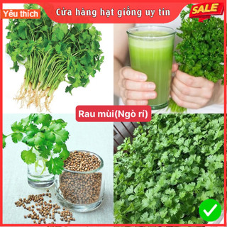 Hạt giống rau mùi (ngò rí) siêu dễ trồng kháng bệnh tốt năng suất cao