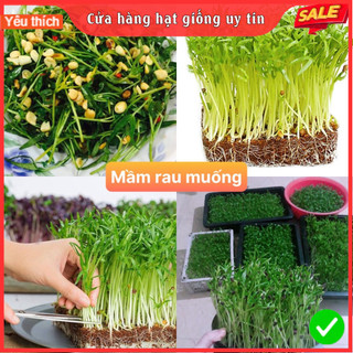 Hạt giống mầm rau muống siêu dễ trồng kháng bệnh tốt năng suất cao cửa hàng hạt giống