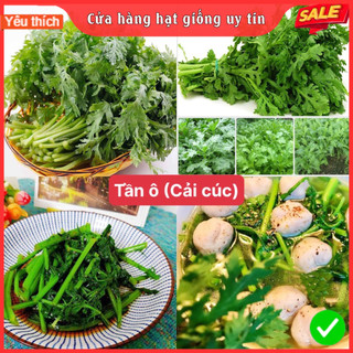 Hạt giống rau tần ô ( cải cúc ) gói 500 hạt siêu dễ trồng kháng bệnh tốt năng suất cao