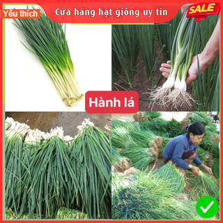 Hạt giống rau hành lá dễ trồng kháng bệnh tốt năng suất cao