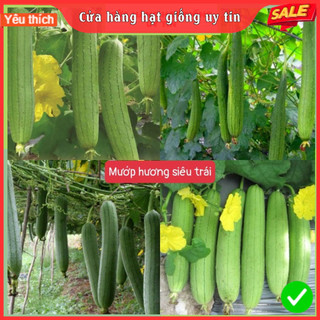 Hạt Giống Mướp Hương Siêu Trái F1 Loại Siêu Dễ Trồng & Dễ Thu Hoạch, Ít Sâu Bệnh