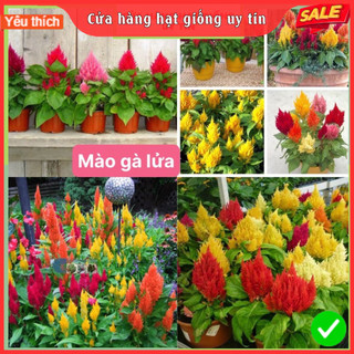 [Gói 200 hạt] Hạt Giống Hoa Mào Gà Lửa F1 Hạt Chất Lượng Dễ Trồng Hoa Nở Siêu Đẹp Mix nhiều màu
