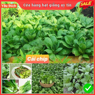 Hạt giống rau cải thìa dễ trồng kháng bệnh năng suất tỉ lệ nảy mầm cao