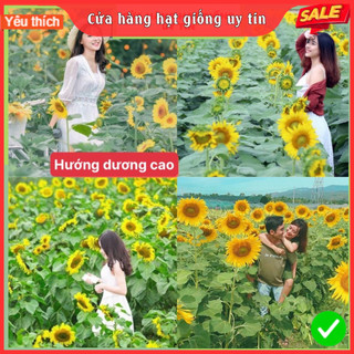 Hạt Giống Hoa Hướng Dương Cao F1 hoa Nở Siêu Đẹp & Dễ Trồng có Tặng kèm hướng dẫn