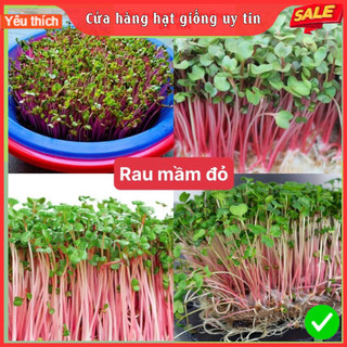 Hạt giống rau mầm củ cải đỏ dễ trồng kháng bệnh tốt năng suất cao cửa hàng hạt giống