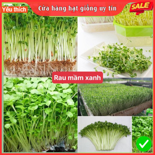 Hạt giống rau mầm xanh dễ trồng kháng bệnh tốt năng suất cao cửa hàng hạt giống uy tín