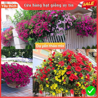 Gói 1000 hạt giống hoa dạ yến thảo rủ petunia mix nhiều màu sắc dễ trồng dễ chăm cửa hàng hạt giống