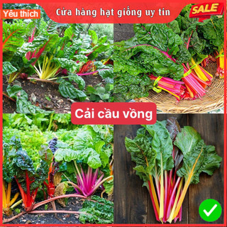 Hạt giống cải cầu vồng siêu dễ trồng kháng bệnh tốt năng suất cao