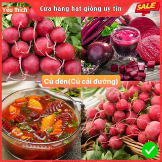 Hạt giống củ dền ( củ cải đường ) siêu dễ trồng kháng bệnh tốt năng suất cao