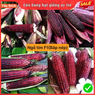  Hạt Giống Ngô Bắp Nếp Tím Nữ Hoàng Chuẩn F1 Tỉ Lệ Này Mầm Cao Dễ Trồng Kháng Sâu Bệnh Thu Hoạch Sớm 