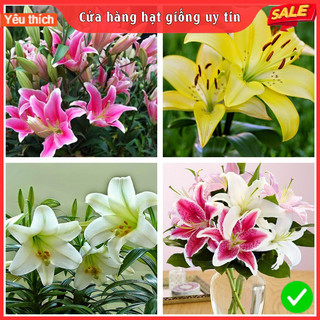 CỦ HOA LY CAO, LY THƠM - Hàng nhập khẩu Hà Lan, Loại nở 5-7 nụ, nhiều màu sắc (Tặng kèm phân xơ dừa)